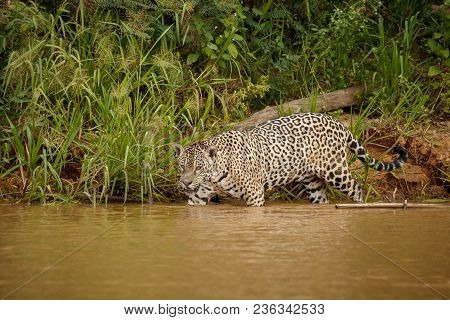 American Jaguar Female In The Nature Habitat, Panthera Onca, Wild Brasil, Brasilian Wildlife, Pantan