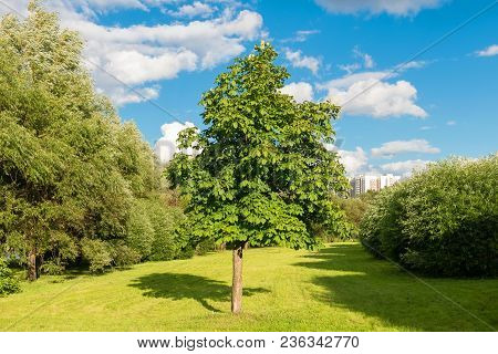 Moscow, Russia - 23 July, 2017: A Young Chestnut In A Walking Area On A Warm Summer Evening In A Rec