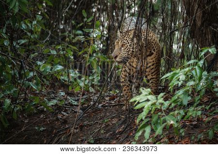American Jaguar Female In The Nature Habitat, Panthera Onca, Wild Brasil, Brasilian Wildlife, Pantan