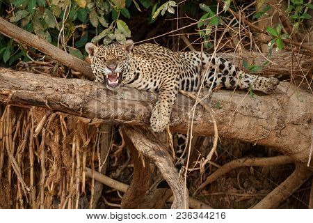 American Jaguar Female In The Nature Habitat, Panthera Onca, Wild Brasil, Brasilian Wildlife, Pantan