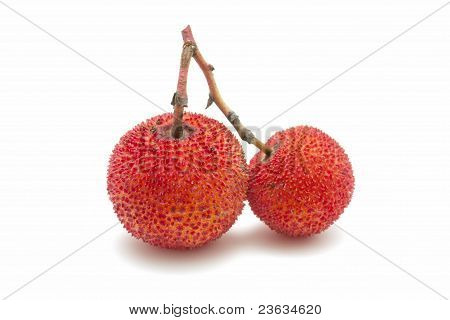 Grusza