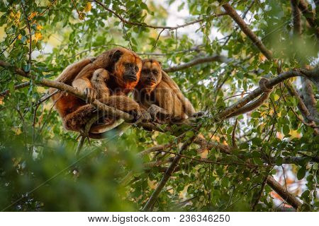 Howler monkeys really high on a giant tree in brazilian jungle. South american wildlife. Alouatta. B