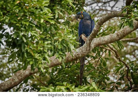 hyacinth macaw on a palm tree in the nature habitat, wild brasil, brasilian wildlife, birding, bigge