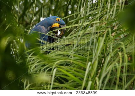 Hyacinth Macaw On A Palm Tree In The Nature Habitat, Wild Brasil, Brasilian Wildlife, Birding, Bigge