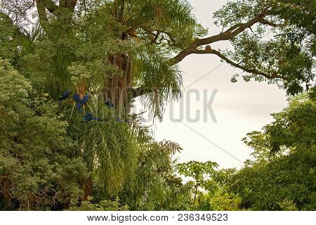 Hyacinth Macaw On A Palm Tree In The Nature Habitat, Wild Brasil, Brasilian Wildlife, Birding, Bigge