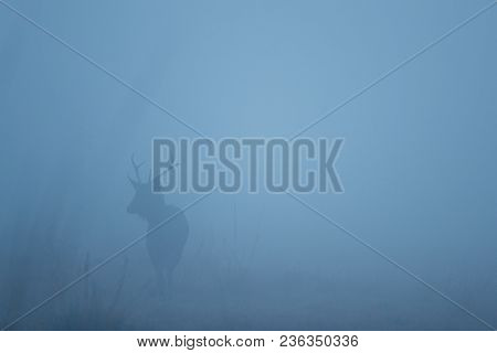 Sambar Deer In The Nature Habitat During Misty Morning. Deer In The Magical Morning Fog In Corbett N