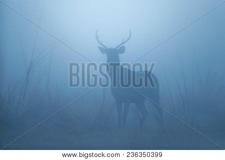 Sambar Deer In The Nature Habitat During Misty Morning. Deer In The Magical Morning Fog In Corbett N