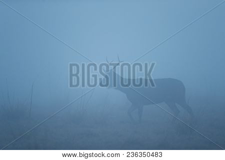 Sambar Deer In The Nature Habitat During Misty Morning. Deer In The Magical Morning Fog In Corbett N