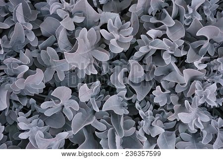Blue Leaf Pattern Blue Leaf Pattern Texture Background Of Backlight Fresh Blue Leaf.