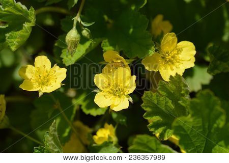 Close Up Of Yellow Waldsteinia Flowers - Latin Name - Waldsteinia Geoides