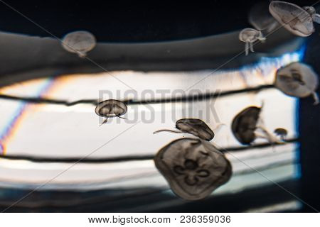Beautiful Jellyfish Float In The Tanks Of An Aquarium In Valencia