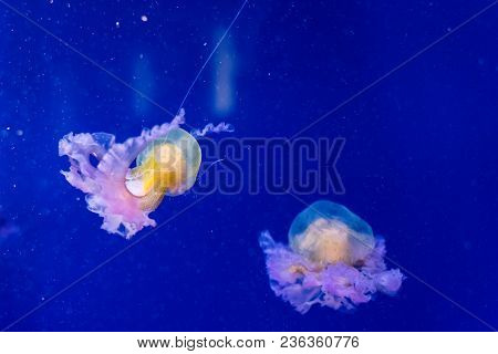 Beautiful Jellyfish Float In The Tanks Of An Aquarium In Valencia