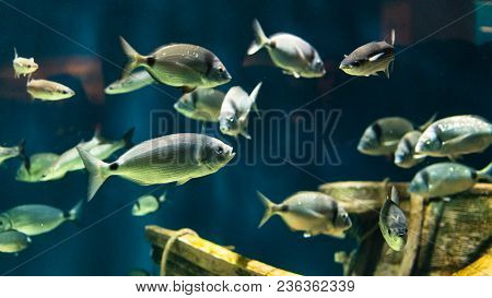 Herd Of White Bream Swims In The Tanks Of An Aquarium