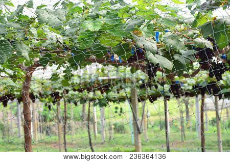 Vineyard Or Grape Plantation With Security Netting From Bird Or Thief, Security And Agriculture Conc