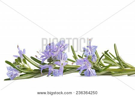 Rosemary Sprig In Flowers Isolated On White Background