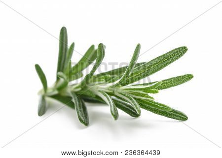 Rosemary Sprig Isolated On A White Background