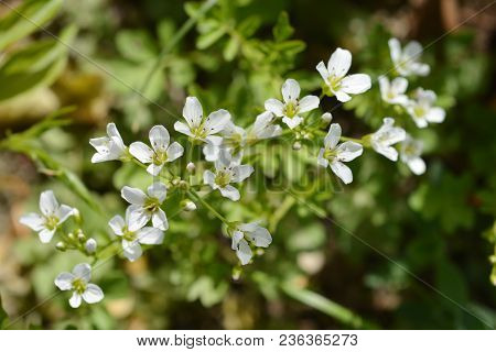 Close Up Of White Spring Flowers - Latin Name - Isopyrum Thalictroides - Native To Eurasia