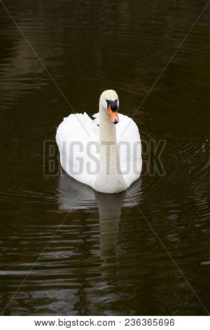 Portrait Of A White Swan With An Orange Beak, Close-up.