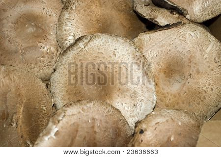 Portabella