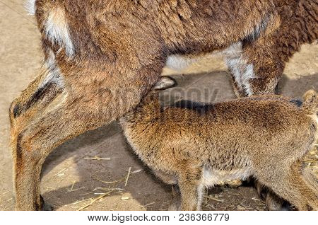 A Female Wild Moufflon Feeds Its Little Lamb
