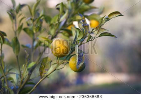 Biological Orange Hanging On The Tree In Sicily