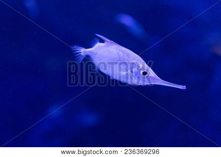 Cute Trumpet Fish In A Tank Of The Valencia Aquarium