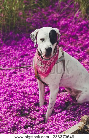 English Pointer Mix Phenotype White Dog In Black Dots With Red Leather Collar With Medallion In Form