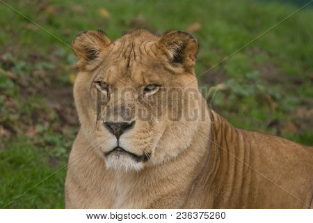 Photo Portrait Of A Beautiful Barbary Lioness Resting