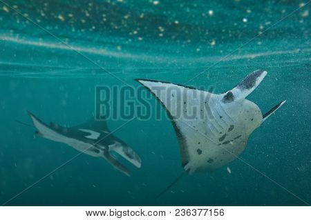 2 Manta Rays, Swim In The Ocean In Search Of Krill