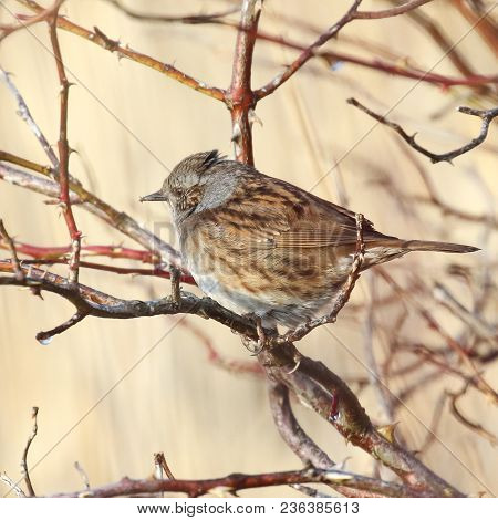 Dunnock In The Tree On A Beautiful Spring Day