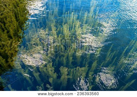 Close Up Water Surface With Green Ceratophyllum Aquatic Plant Growing Underwater