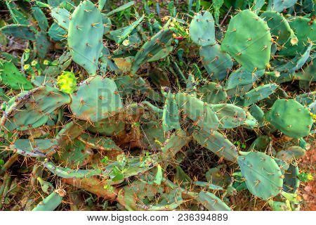 Close Uo Cactus Of Opuntia Genus Growing Outside