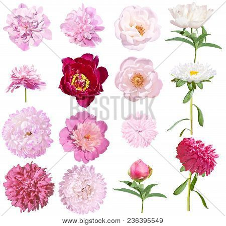 Peonies And Asters Set Flowers Isolated On White Background. Pink And White Peonies, Pink, White Ast