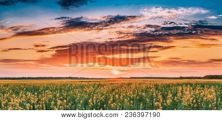 Panorama Sunset Sunrise Sky Over Horizon Of Spring Flowering Canola, Rapeseed, Oilseed Field Meadow 