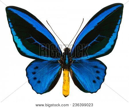Ornithoptera urvillianus is a rare blue butterfly endemic to Solomon Islands and Papua New Guinea. Isolated on white