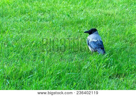 Hooded Crow Or Corvus Cornix Standing In Green Grass