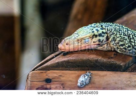 Close Up Head Of Sleeping Quince Monitor Or Varanus Melinus
