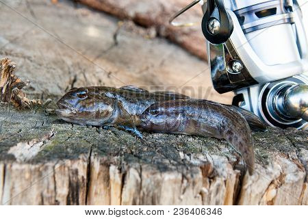 Two Freshwater Bullhead Fish Or Round Goby Fish Just Taken From The Water And Fishing Rod With Reel