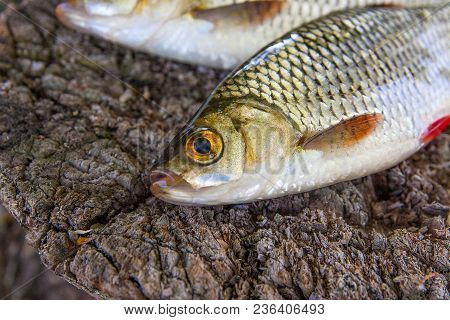 View Of Two Common Rudd Fish On Natural Vintage Wooden Background..