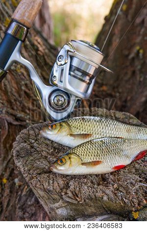 View Of Two Freshwater Common Rudd Fish And Fishing Rod With Reel On Natural Vintage Wooden Backgrou