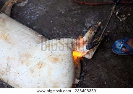 Burned Hair Cleaning On A Slaughter Pig In A Rural Area