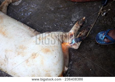 Burned Hair Cleaning On A Slaughter Pig In A Rural Area