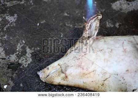 Burned Hair Cleaning On A Slaughter Pig In A Rural Area