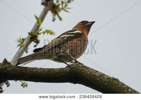 Finch Fringilla Coelebs Bird On Tree