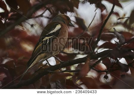 Finch Fringilla Coelebs Bird On Tree