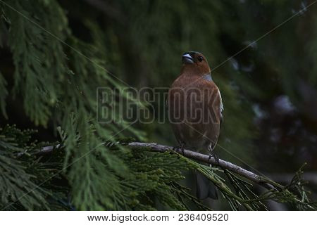 Finch Fringilla Coelebs Bird On Tree