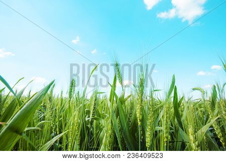 Photo From Below Green Wheat Ears Against The Blue Sky With A Bright Summer Sun. Photo Close-up From