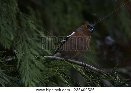 Finch Fringilla Coelebs Bird On Tree
