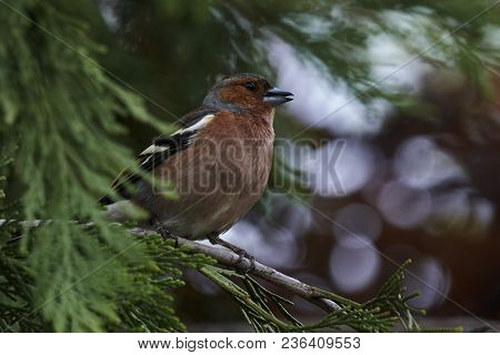 Finch Fringilla Coelebs Bird On Tree