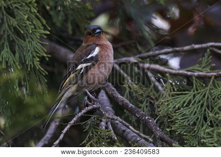 Finch Fringilla Coelebs Bird On Tree
